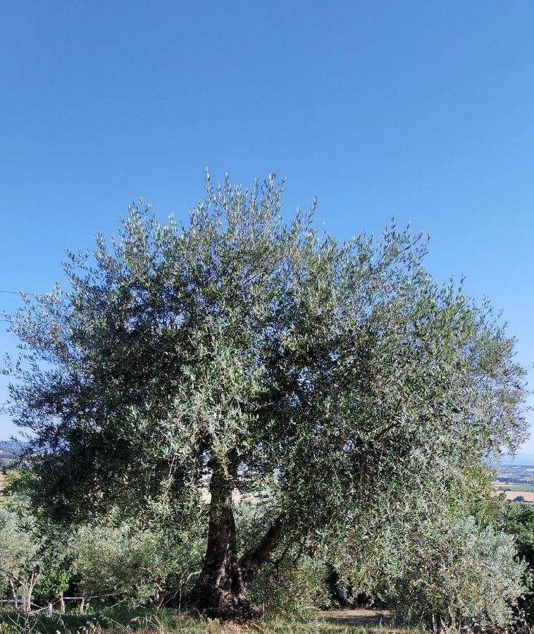 L'Olivo Appartamento Turistico Lucignano Exterior foto